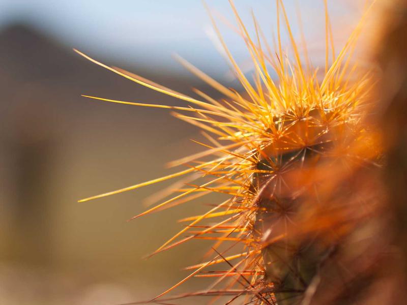 Equipo Mavorv Ilixro Bex